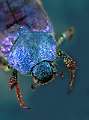 Hoplia coerulea